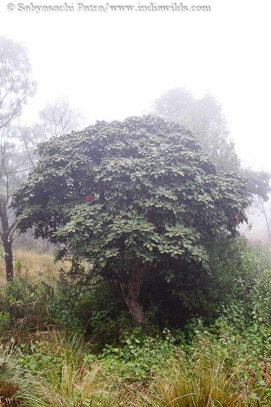 Rhododendron in Shola forest