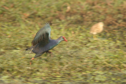 Purple Moorhen in flight