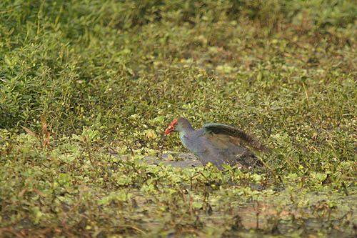 Purple Moorhen