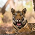 Wildlife Crime and Punishment I came across a news item from Bangladesh and immediately sat up and took notice. Bangladesh which had promulgated its wildlife laws in 1974 is revamping...