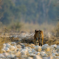 IndiaWilds Newsletter Vol. 8 Issue IV Celebrating Tigers in Dire Straits 51 tiger deaths in 2016 in the first quarter. According to conventional logic used by the Customs authorities, only 10% gets seized. If we […]