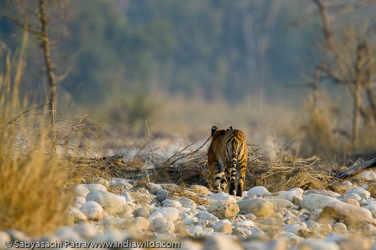 A wild tiger walking in a dry river bed in Corbett National Park, India