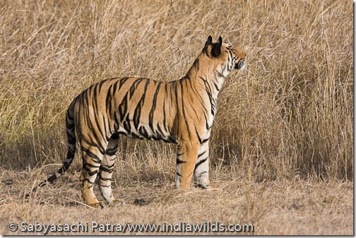 A wild tiger stretches itself after waking up from sleep in a grassland in Bandhavgarh National Park, India