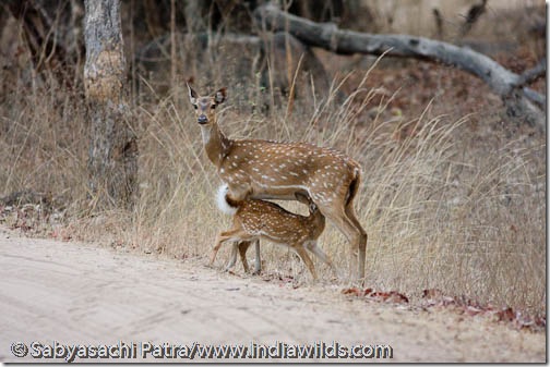 Deer fawn suckles from mother in Bandhavgarh National Park, India.