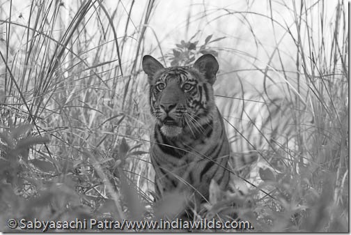 A wild tiger cub peeping through an opening in the game trail in Bandhavgarh National Park, india