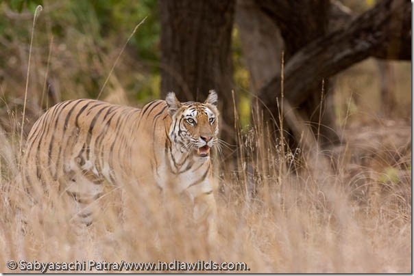 A wild tigress moves through the tall grass in Bandhavgarh National Park, India