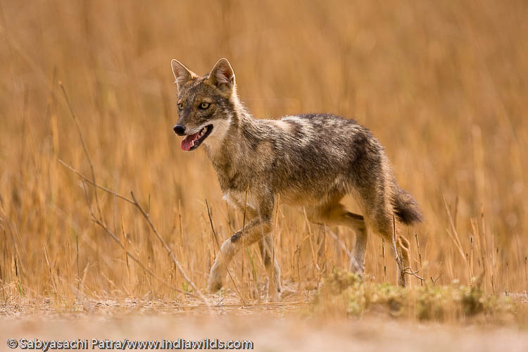 A Jackal running in afternoon light in Bandhavgarh National Park in India