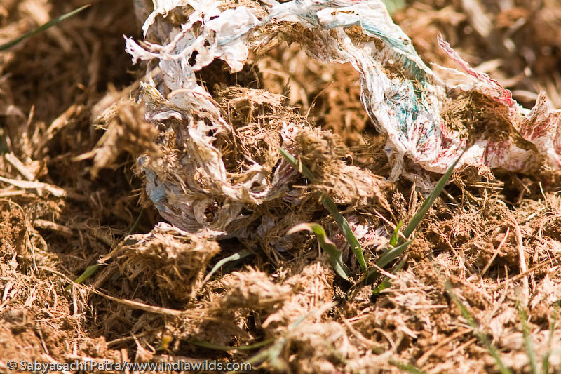 Undigested polythene in the Elephant dung at Segur Road