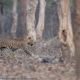 State of Wildlife Tourism: When will the wildlife tourism sector practice what it preaches – that it is non-consumptive and has minimal impact on the wildlife and wilderness? When will our wildlife tourism sector understand...