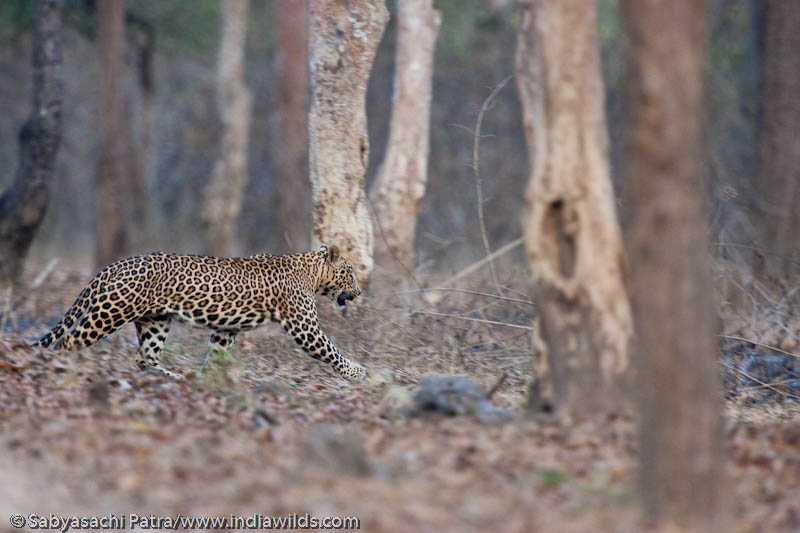 Leopard running 