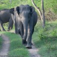 Wildlife on the rise ? A False Perception! &nbsp; A perception created by people living around the forests and and lapped up by journalists is that the wildlife populations, especially that...