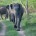 Wildlife on the rise ? A False Perception! &nbsp; A perception created by people living around the forests and and lapped up by journalists is that the wildlife populations, especially that...