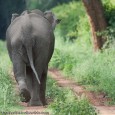National Action Plan on Invasives: IndiaWilds Newsletter Vol. 3 Issue X This issue of IndiaWilds Newsletter examines the impact of Invasive species on our bio-diversity. This issue with images is available online. Invasives India’s bio-diversity...