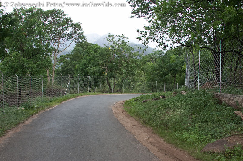 Sandalwood trees fenced in Marayur