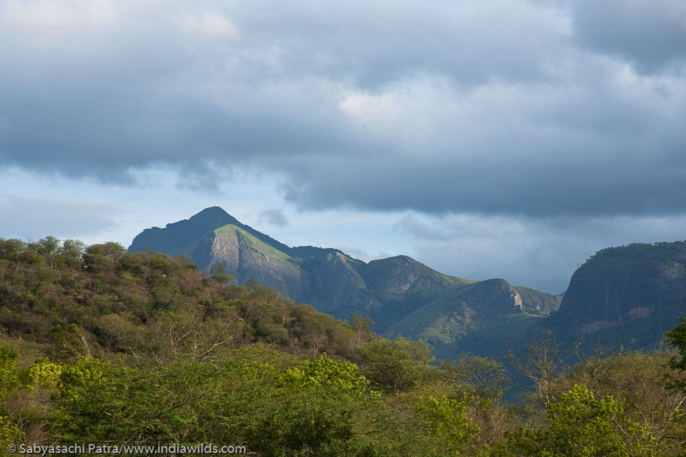 What can our planners learn from Kalidasa? Poet Kalidas bowled over by the beauty of the rich forests and mountain ranges of the western ghats had described the Malaya (modern Anamalai) and Dardura (Nilgiri) mountain […]