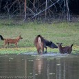 Wild India | Sambar attacking wild dogs &nbsp; I have been visiting many national parks, wildlife sanctuaries and other protected areas of Wild India and have documented many rare natural history moments involving predators. However,...