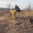 IndiaWilds Newsletter Vol. 3 Issue XI This issue of IndiaWilds Newsletter examines the present sad state of wildlife tourism, its negative impact and way forward. Your comments are appreciated at the end of the article....