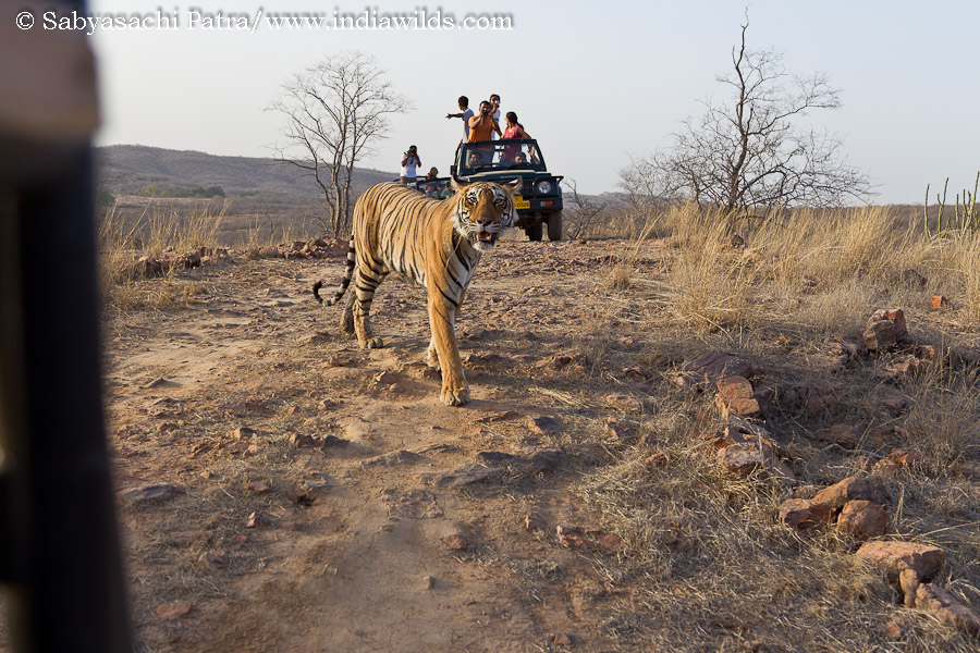 IndiaWilds Newsletter Vol. 3 Issue XI This issue of IndiaWilds Newsletter examines the present sad state of wildlife tourism, its negative impact and way forward. Your comments are appreciated at the end of the article. […]