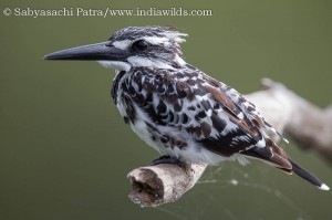Pied Kingfisher