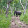 Wild India: Elephant Attack – How to know an elephant is going to charge &nbsp; How to tell if an elephant is about to charge is the second part of the article in the Wild...