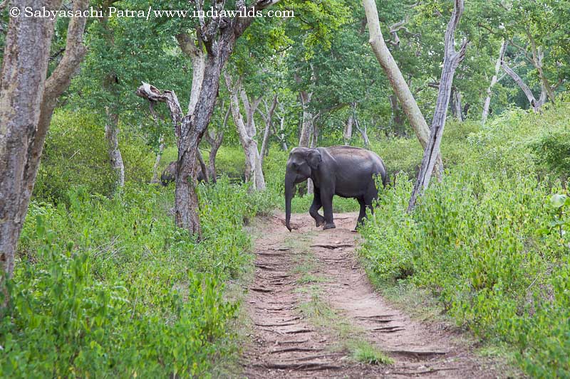 Wild India: Elephant Attack – How to know an elephant is going to charge How to tell if an elephant is about to charge is the second part of the article in the Wild India: […]