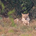 Keoladeo Ghana National Park – No more Ghana I have been visiting Keoladeo Ghana bird sanctuary in bharatpur every year. The only years I missed visiting bharatpur are the years...