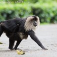 A date with Lion- tailed Macaques I have been longing to renew my acquaintance with the Lion tailed macaques for some time. However, due to work pressure I was postponing...