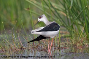Black Winged Stilts