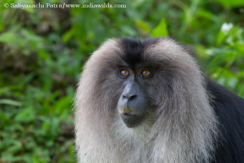 A Call in the Rainforest The Western Ghats due to its rich biodiversity had caught my imagination since a long time. And I had been intrigued by the Lion-tailed macaques, not because they are endangered, […]