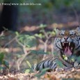 IndiaWilds Newsletter Vol. 3 Issue VII This issue of IndiaWilds Newsletter Vol. 3 Issue VII examines the Man vs The Big Three namely the tiger, leopard and elephant, including examining the so called man-eating phenomena...