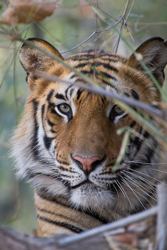 Wild India, Tiger from Bandhavgarh Tiger Reserve