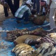 Wildlife Crime and Punishment I came across a news item from Bangladesh and immediately sat up and took notice. Bangladesh which had promulgated its wildlife laws in 1974 is revamping it. Under the present laws,...