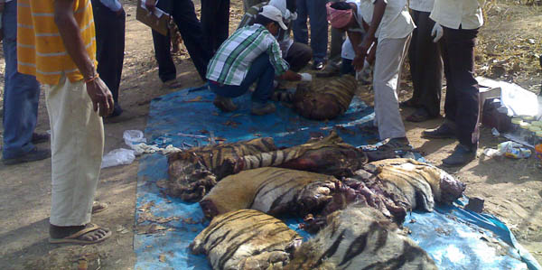 Tiger killed by poachers