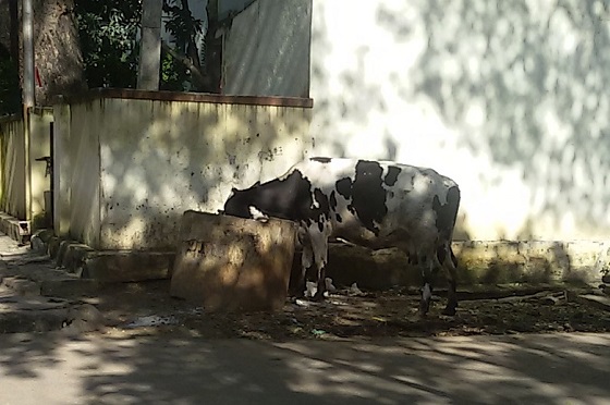 Cow searching for food in a garbage bin