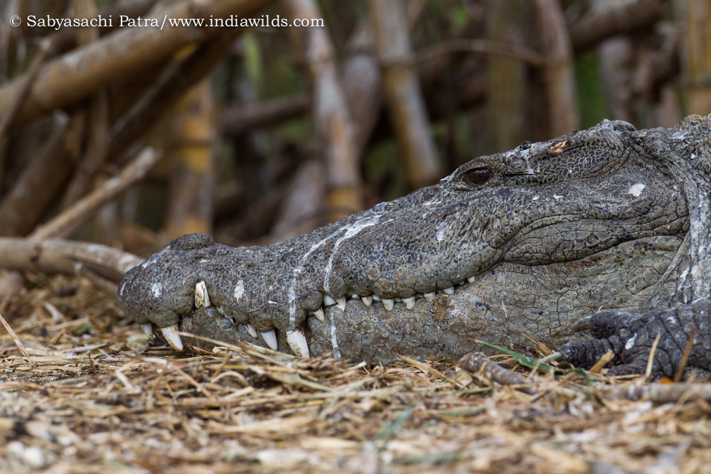 Crocodile resting below nesting birds
