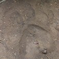 A Night in Similipal National Park If I have to account for my earliest experience with the Tiger, I would have to go back to Similipal National Park in the state of Orissa, India. Recalling...