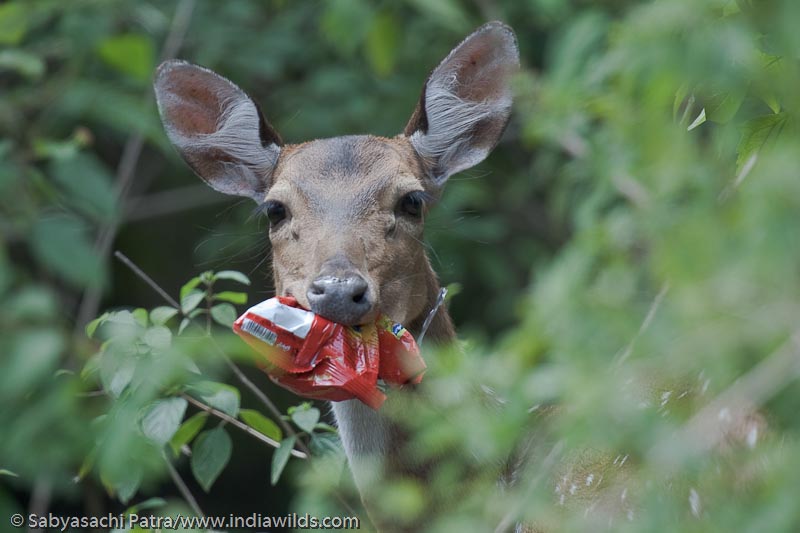 Cheetal Axis axis deer munching a plastic packet of wafers in Bandipur Tiger Reserve, India. Deers often munch and swallow empty wafers packets carelessly thrown away by tourists and the deers are also known to be killed in the process.