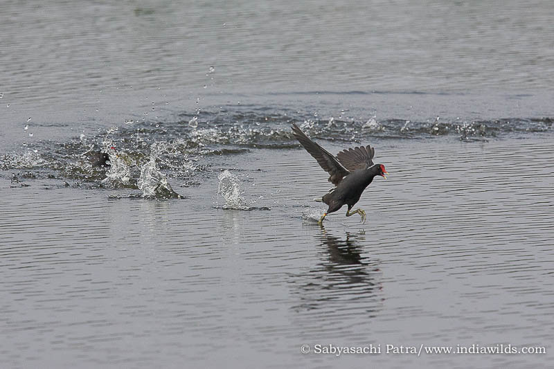 Indian Moorhen chasing each other. When the attacker places its feet on the spot earlier disturbed by the fleeing moorhen, it falls down due to the lack of surface tension. Nelapattu Bird Sanctuary, Andhra Pradesh