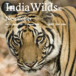 Tiger Indiawilds newsletter Aug 2020