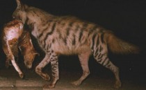 Wild India: Ecology of Striped Hyena in Sigur Plateau Introduction: My interest to study wildlife started  during my school days. I was born in a village that had a wide variety of birds and mammals that...