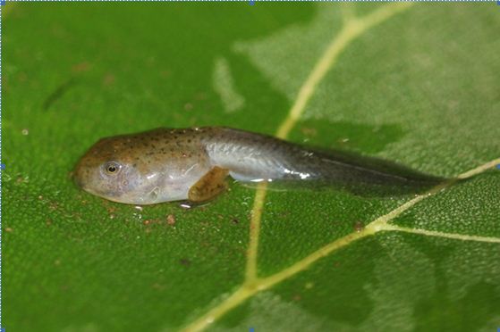 Tadpole with developing hind limbs