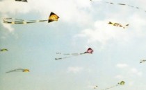 Kite Flying: Impact on birds I was taking my morning walk in the park when I saw a group of people excitedly crowding around. When I came closer I could see that there was a...