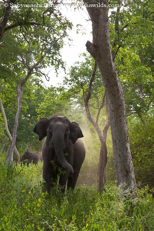 Wild elephant surrounded by Lantana