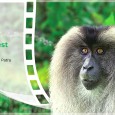 Wild India – ‘A Call in the Rainforest’   A Call in the Rainforest is now available for viewing online. In an effort to spread the message about the plight of the Lion-tailed Macaques, I […]