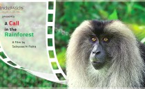 Wild India – ‘A Call in the Rainforest’ &nbsp; A Call in the Rainforest is now available for viewing online. In an effort to spread the message about the plight of the Lion-tailed Macaques, I...