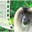 Wild India – ‘A Call in the Rainforest’ &nbsp; A Call in the Rainforest is now available for viewing online. In an effort to spread the message about the plight of the Lion-tailed Macaques, I...