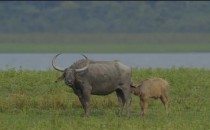Wild India – Love in the Wild India is Wild. India is beautiful. I had read these lines during my childhood days and had always imagined being in our forests, quietly listening to the roaring...