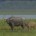 Wild India – Love in the Wild India is Wild. India is beautiful. I had read these lines during my childhood days and had always imagined being in our forests, quietly listening to the roaring...