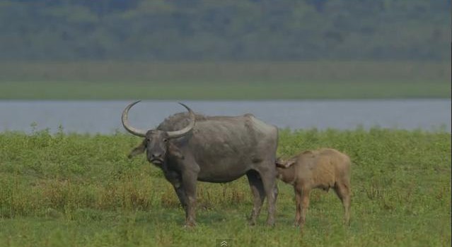 Wild India – Love in the Wild India is Wild. India is beautiful. I had read these lines during my childhood days and had always imagined being in our forests, quietly listening to the roaring...