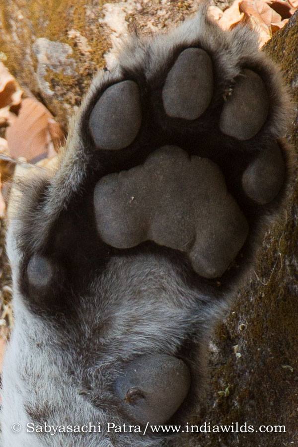Tiger paw